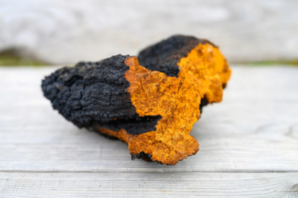 Chaga mushroom NZ