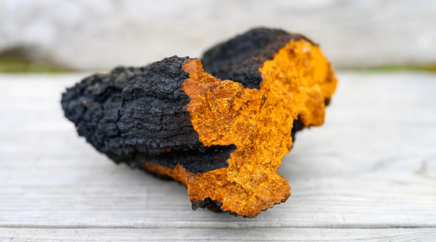 Chaga mushroom NZ