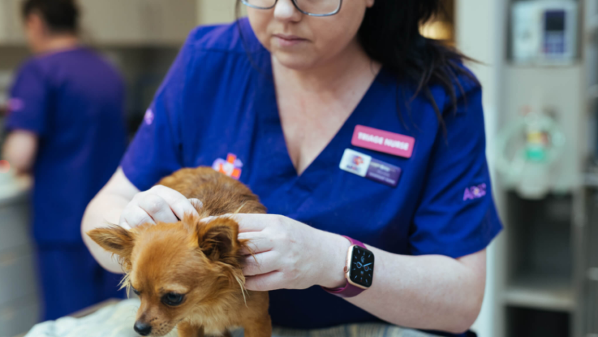 animal dermatology clinic in Dunwoody GA