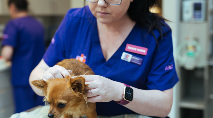 animal dermatology clinic in Dunwoody GA