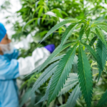medical cannabis companies in NZ